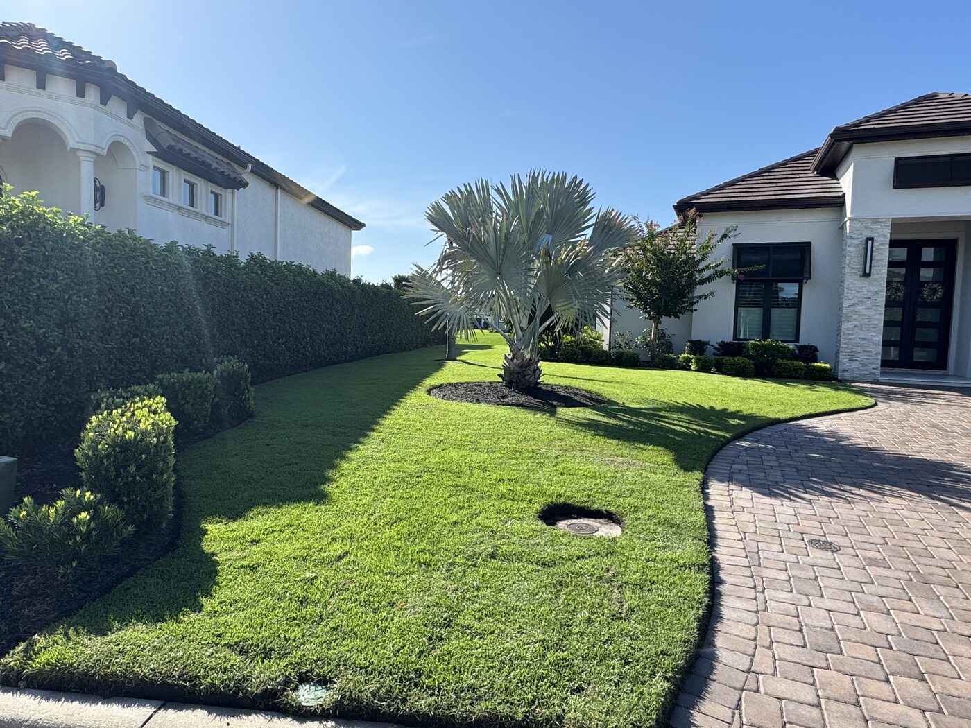After: side yard palm bed with the hedge ring removed, crisp mowing lines, and a clean, open bed on the same Lakeland property