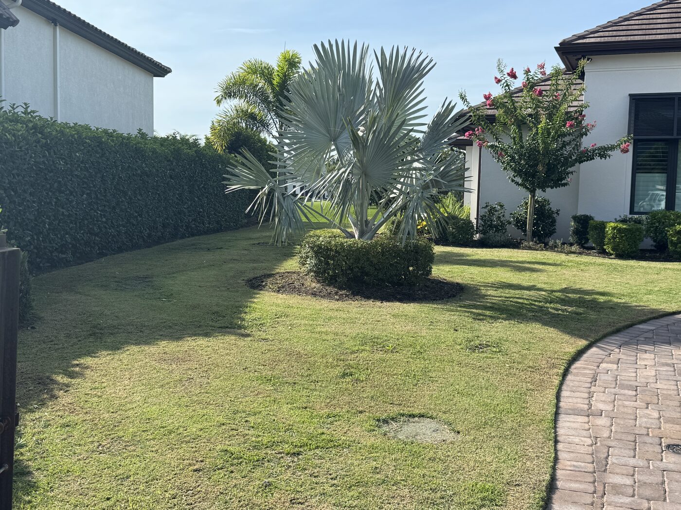 Before: side yard palm bed with an overgrown hedge ring around the base, on a Lakeland estate property