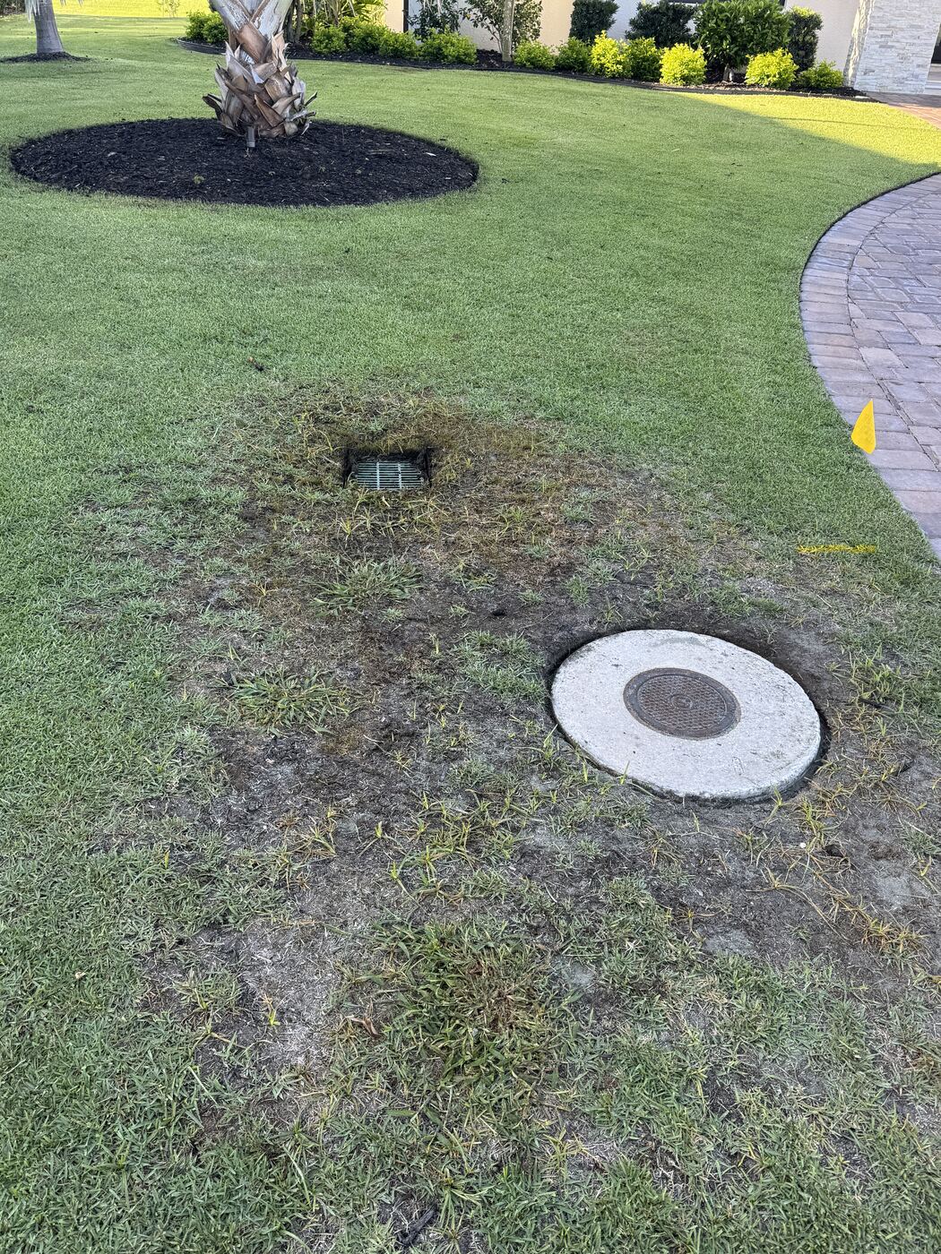 Before: patchy, dead turf around a drainage cover on a Lakeland lawn