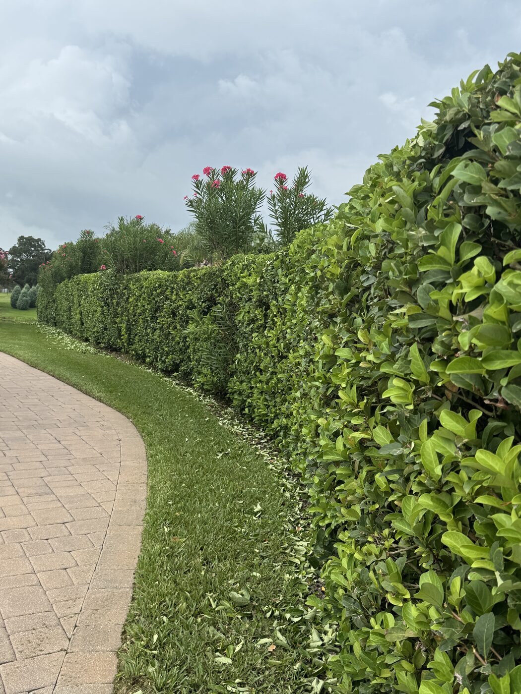 Precisely trimmed hedge row along a paver walkway in Lakeland, FL