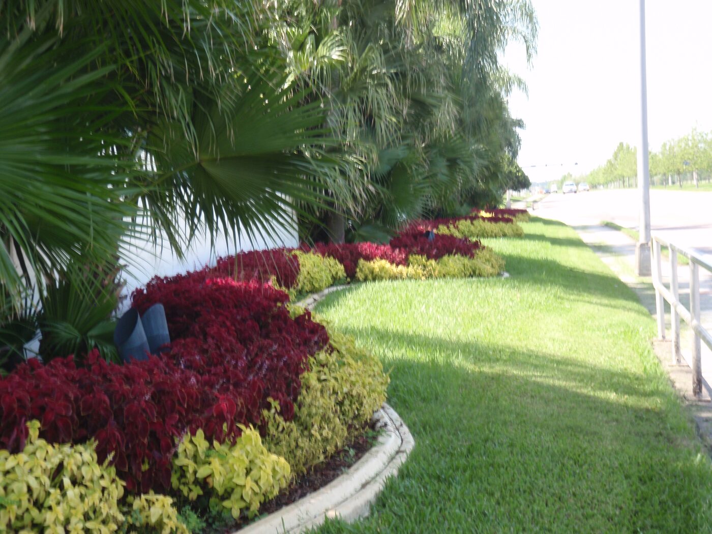 Close-up of red and yellow coleus mass planting beneath palm trees in Lakeland, FL